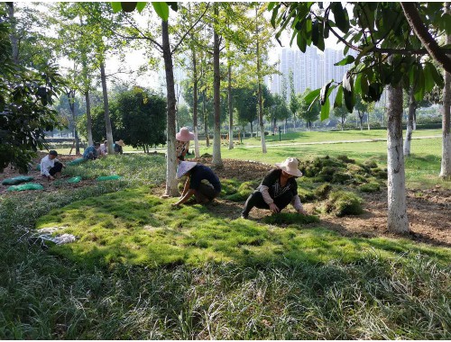 建陽(yáng)園林綠化處陳江波