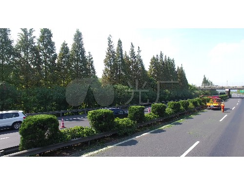 吳橋縣城市管理局綠化工程